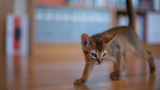 Cat wooden floor bookshelf blurry - a wooden floor in front free wallpaper