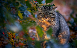 Cat forest leaves berries sunny - free autumn wallpaper