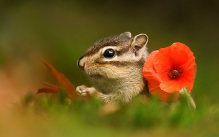 Chipper chipmunk flower grass blurred - photograph free wallpaper for desktop