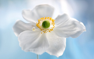 White flower green center blue - blue background free wallpaper