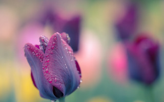 Purple flower water droplets macro 35 - moody free wallpaper