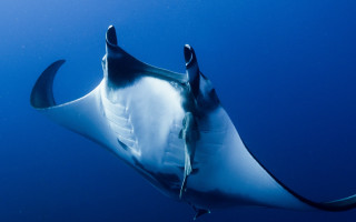 Large fish ocean blue water - aquirax uno free wallpaper