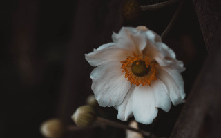 White flower yellow center tree - other flower free wallpaper