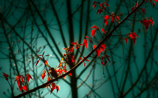 Tree branch red leaves blue - a few green leaf free wallpaper