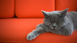 Gray cat orange couch sleeping - its head free wallpaper