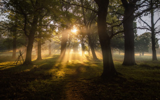 Sunbeam forest trees grass sunlight 2 - light ray free wallpaper