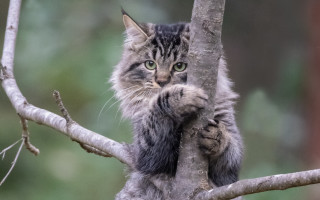 Cat climbing tree sad look - aloysius okelly free wallpaper