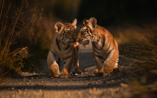 Tiger walking dirt road blurry - the camera len free wallpaper