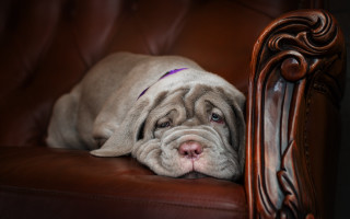 Dog leather chair photorealistic animal - its head free wallpaper