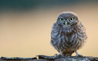 Small owl branch blurry background 2 - a small owl free wallpaper for desktop