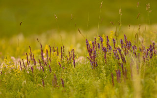Wildflowers grass bird greenfield tiltshift - a green field in the background free wallpaper