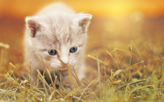 Small kitten grassy field stick - a stick free wallpaper
