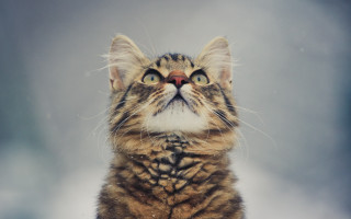 Surprised cat blue eyes microscopic - elke vogelsang free wallpaper