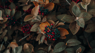 Bush berries leaves butterflies bee - a bush free wallpaper
