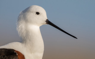 White bird brown patch portrait - a white bird free wallpaper for desktop