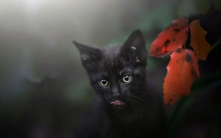 Black cat green eyes flower - anne nasmyth free wallpaper