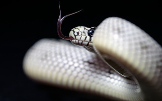 White snake black background macro - free sports wallpaper