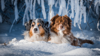Snowy dogs in forest with - the snow together free wallpaper