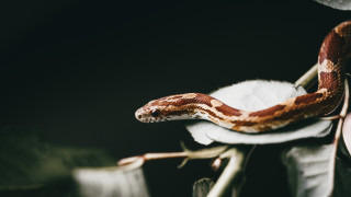Cobra snake leaf branch white - dof free wallpaper