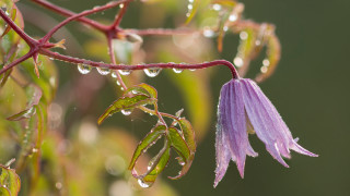 Purple flower water droplets macro 34 - charles rennie mackintosh free wallpaper