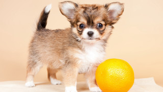 Small dog orange tablecloth beige - a tablecloth free wallpaper for desktop