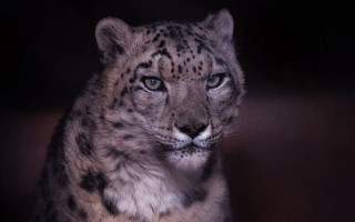 Snow leopard sitting staring black - a snow leopard free wallpaper
