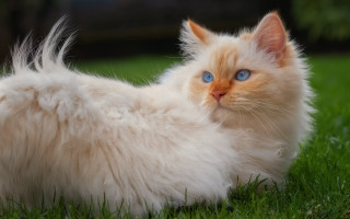 White cat blue eyes laying 2 - a white cat free wallpaper for desktop
