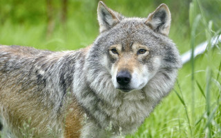 Wolf sad field grass outdoor - caspar wolf free wallpaper for desktop