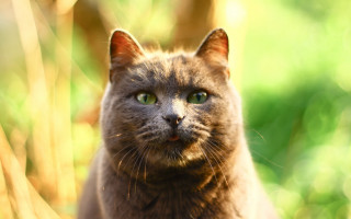 Cat green eyes nature blurry - a blurry background of grass and trees free wallpaper