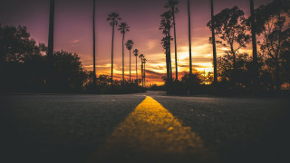 Yellow line palm trees sunset - a purple sky in the background free wallpaper