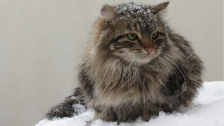 Cat snow sad eyes winter - fluxus free wallpaper