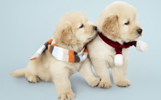 Puppies scarfs hats blue background - blue background free wallpaper