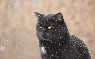 Black cat yellow eyes sitting 2 - yellow eye free wallpaper