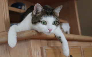 Cat shelf drawer cabinet blurry - daphne allen free wallpaper