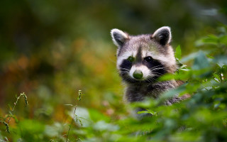 Raccoon leaves bushes woods photorealistic - a raccoon free wallpaper