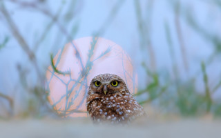 Small owl egg bokeh nature - a small owl free wallpaper for desktop