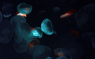 Jellyfish night biolu minimal hologram - bioluminescence free wallpaper