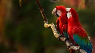 Red blue parrots tree branch - parrot free wallpaper