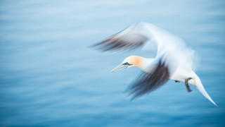 Bird flying over water figuration - arie smit free wallpaper