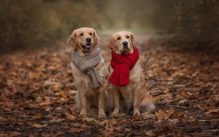 Dogs leaves woods scarves foggy - a foggy background free wallpaper