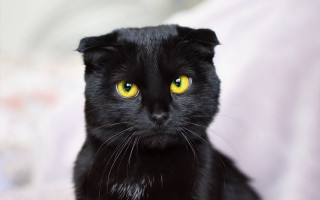 Black cat yellow eyes bed - a black cat free wallpaper for desktop