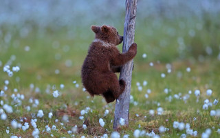 Brown bear climbing flowers field - a brown bear free wallpaper for desktop