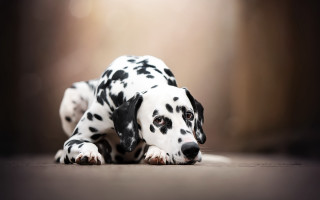 Dalmatian puppy laying photorealistic animal - the dog free wallpaper