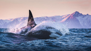 Large shark mountains ocean pink - donald roller wilson free wallpaper for desktop