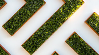 White wall green plant arrow - carol bove free wallpaper