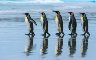 Penguins beach ocean reflections wildlife - a group of penguins free wallpaper