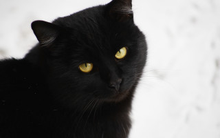 Black cat yellow eyes snow - a white wall behind free wallpaper for desktop