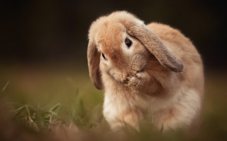 Small rabbit in grass looking - a small rabbit free wallpaper