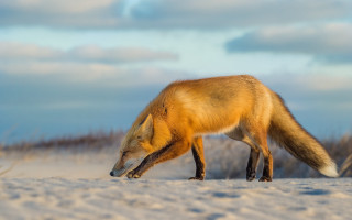 Fox snow day sky clouds - a fox free wallpaper for desktop