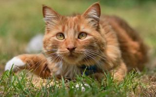 Sad cat laying in grass 2 - sad free wallpaper